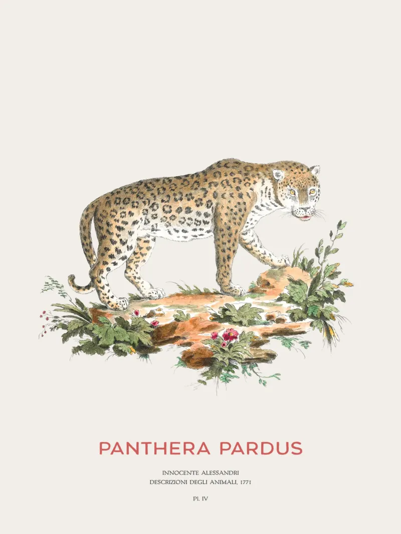 Il leopardo o Panthera pardus alluminio dibond da Vintagrafica
