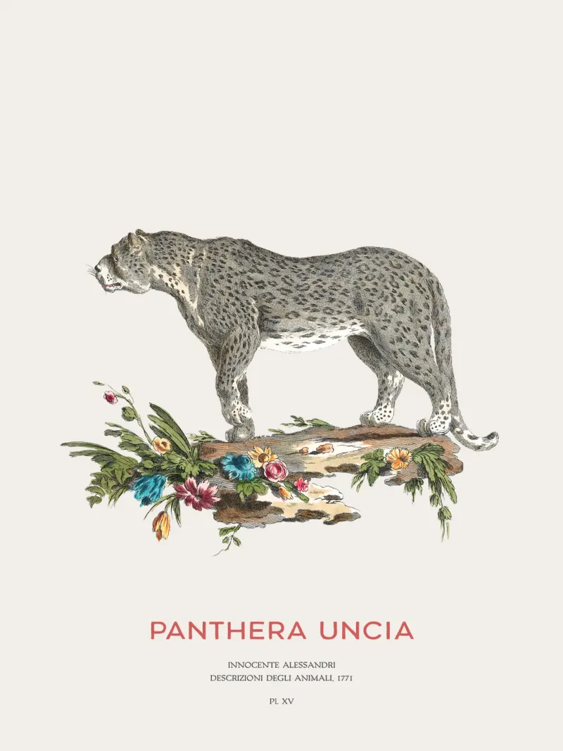Der Schneeleopard oder Panthera uncia Hahnemühle von Vintagrafica