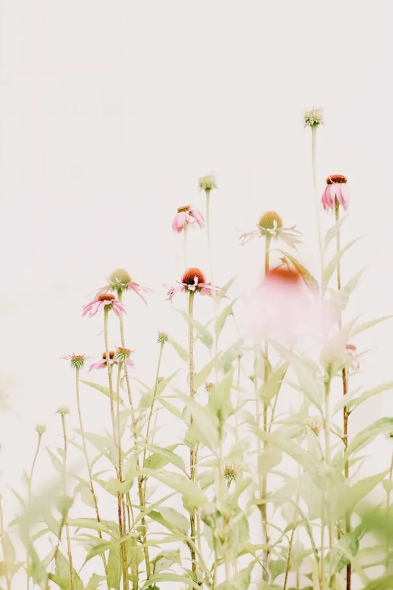 Fiori rosa pastello Echinacea pellicola backlit da Ingrid Beddoes
