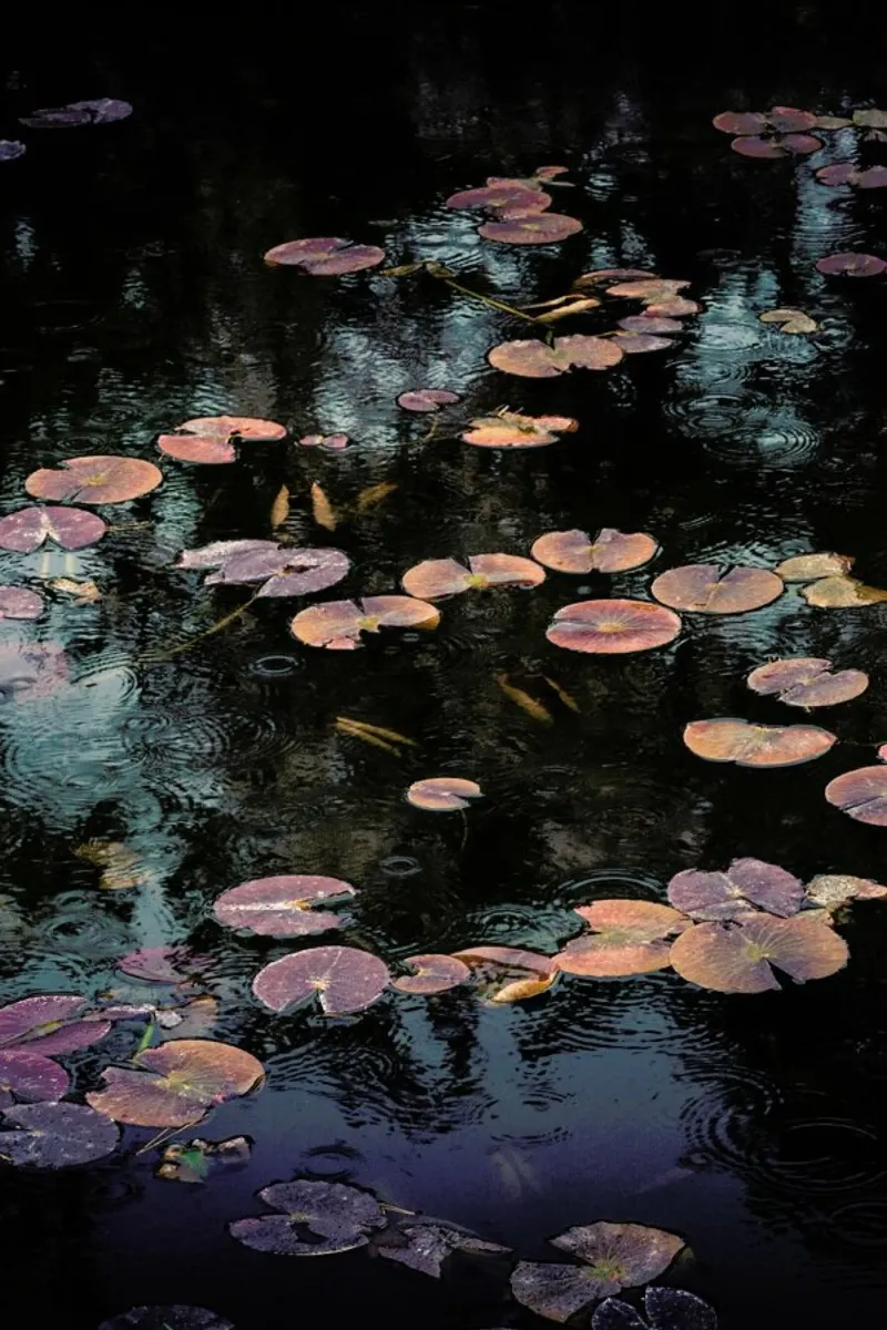 Raindrops on Lilies @Syuji_Tanaka pellicola backlit da EyeEm Mobile GmbH