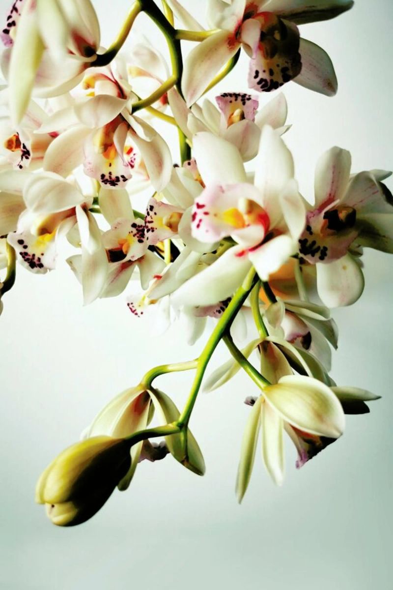 Tiny Orchids pellicola backlit da Angelo Cerantola