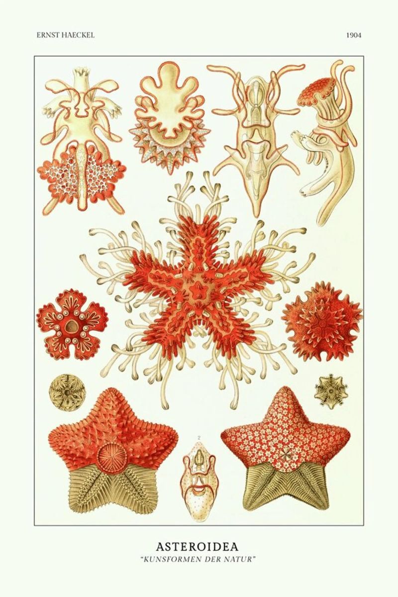 Haeckel - Asteroidea poster de ARTOTHEK
