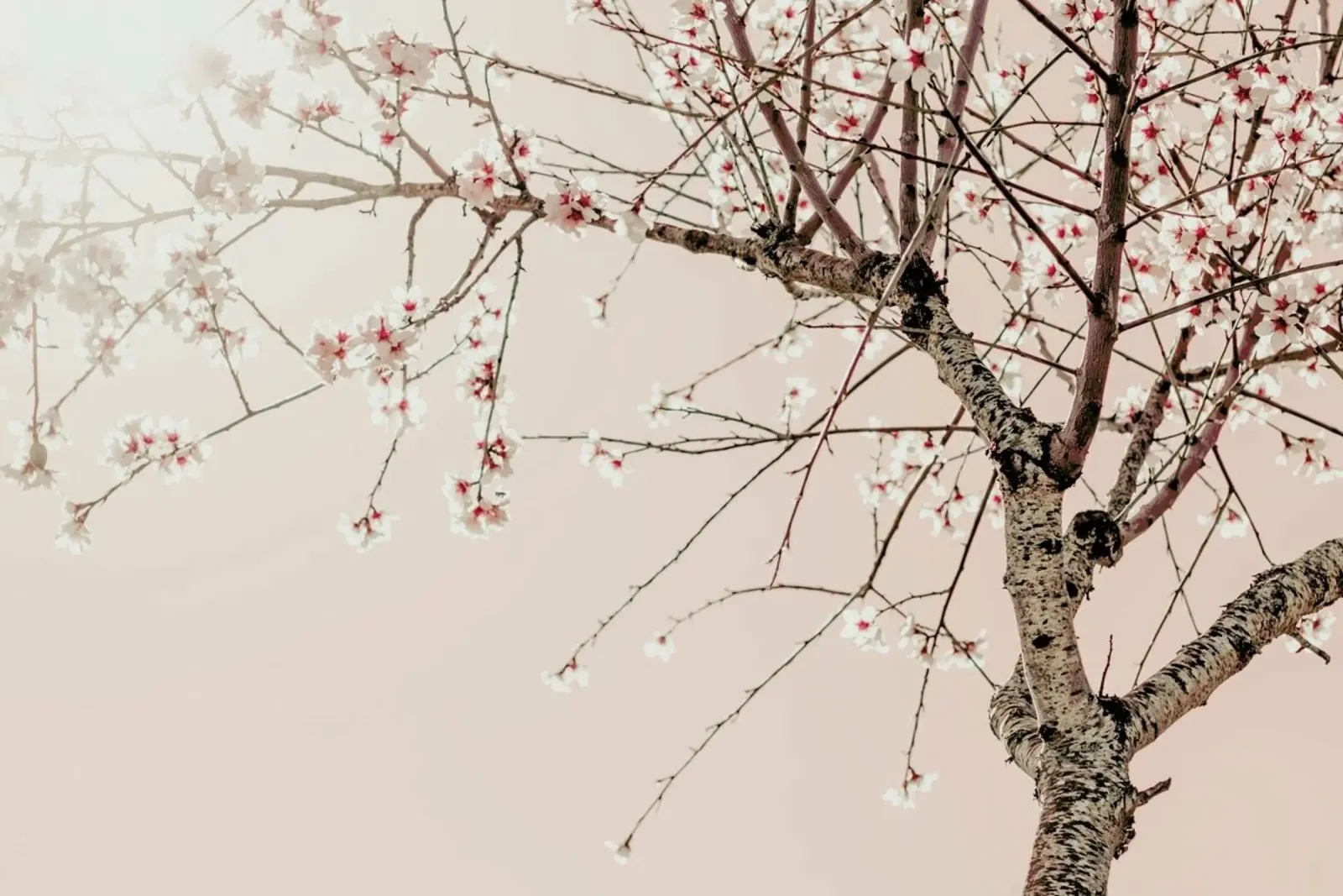 Albero Primavera in fiore pellicola backlit da Ingrid Beddoes