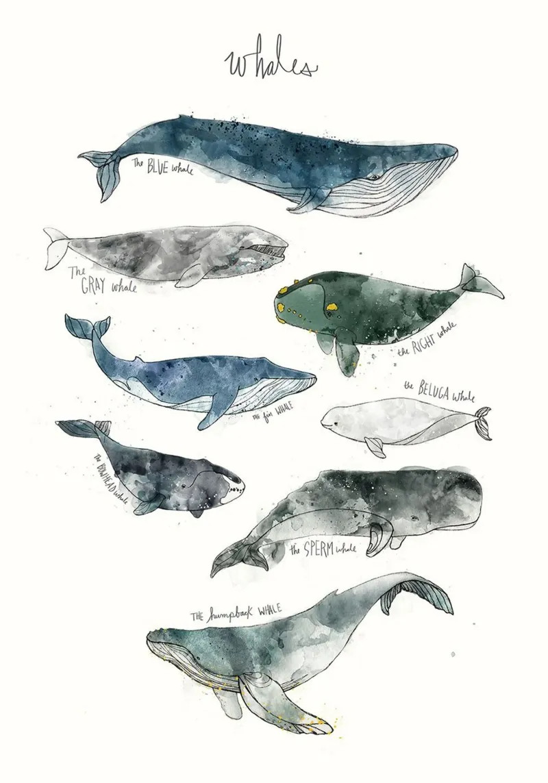 megattera creature dell'oceano amy hamilton poster con telaio in legno da kbm store
