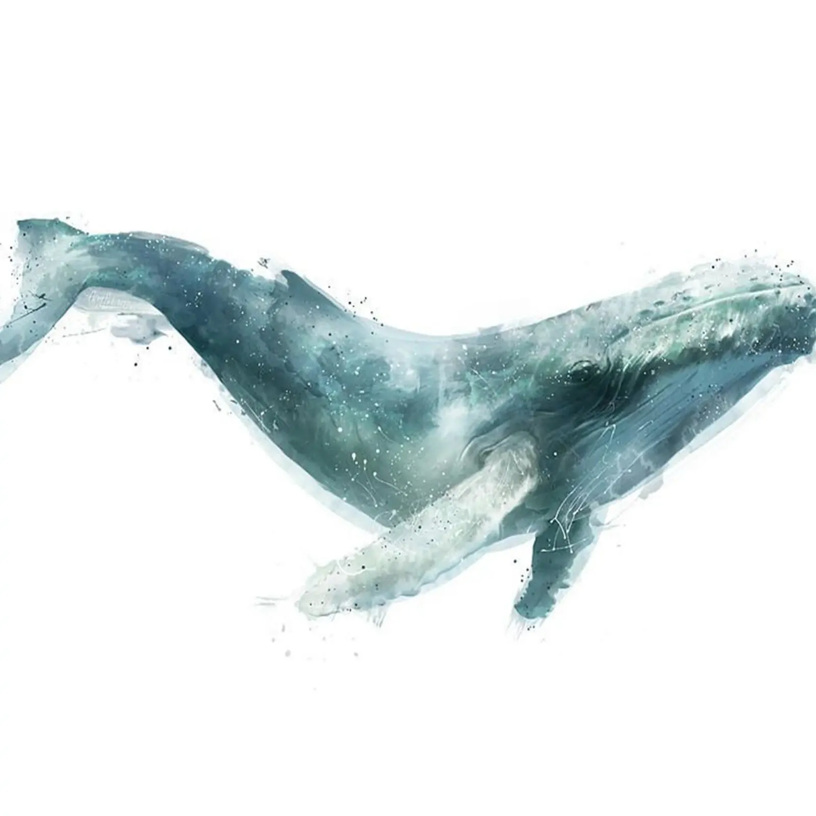 mammifero balena poster amy hamilton poster con telaio in alluminio da kbm store