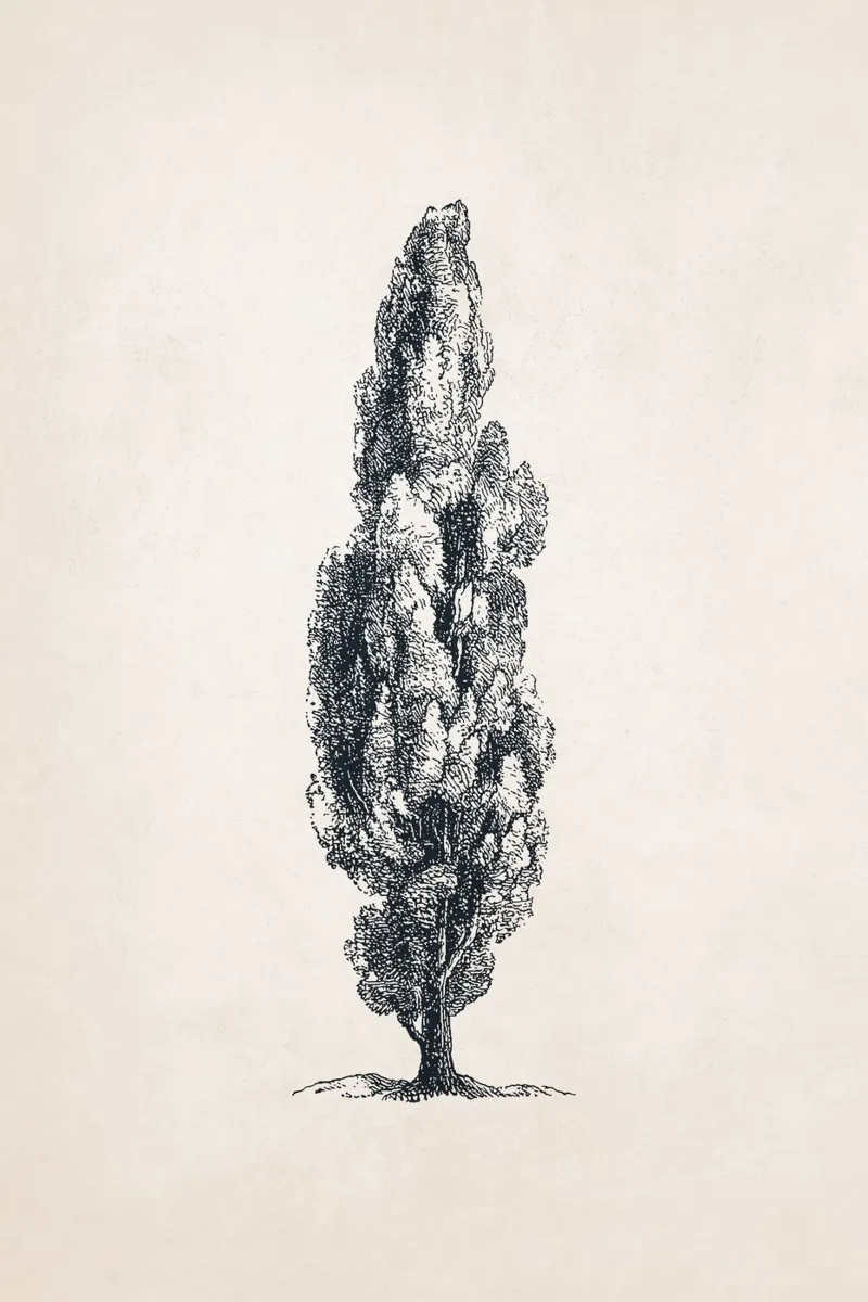 Tuscany Cypress Tree Sketch plexiglass da apoloprints
