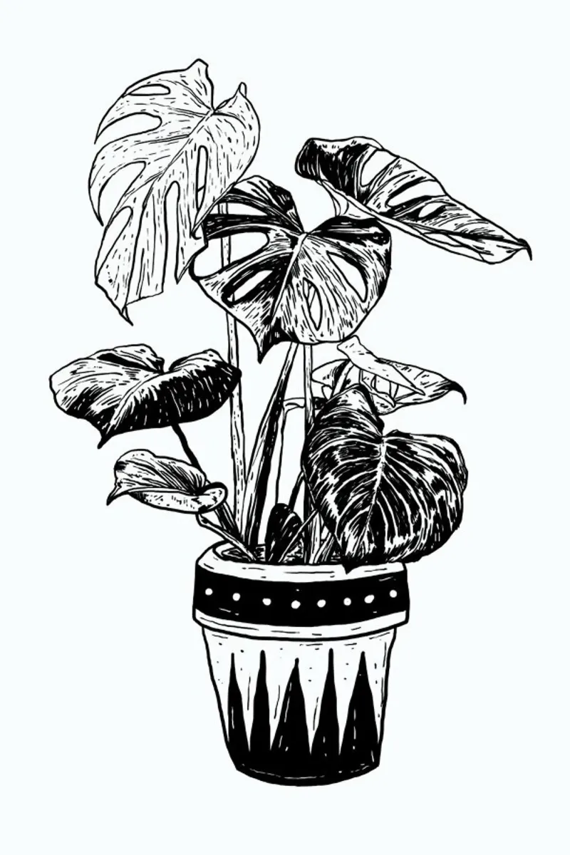 Monstera pellicola backlit da Nick Cocozza