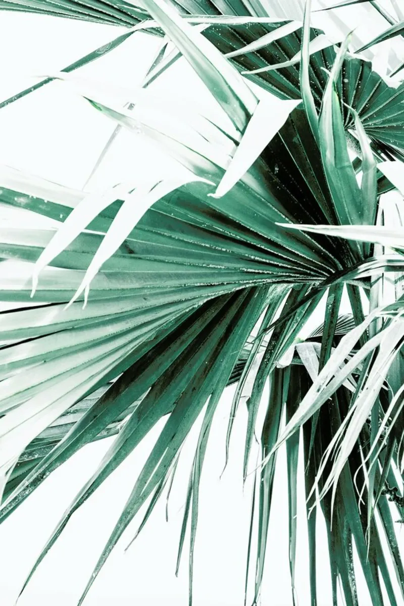 Palm Leaves 2 pellicola backlit da Victoria Frost