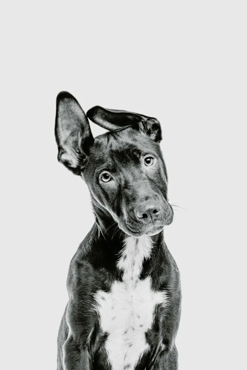 Dog II hahnemühle by Paws & Claws