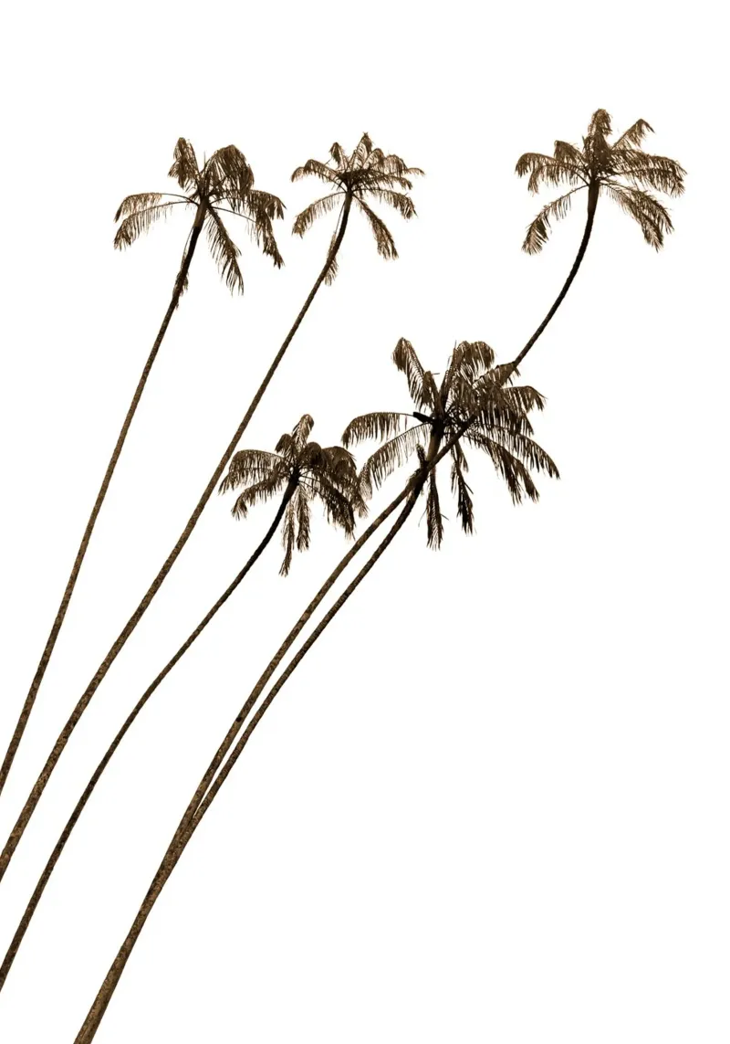 Minimalist Palm Trees - Tropical Serenity Abstract canvas by NorwesClub