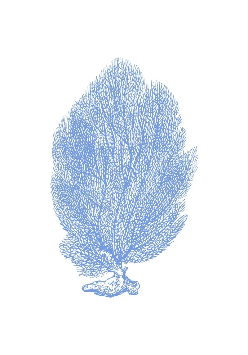 Eleganter blauer Meeresfächer - Botanischer Kunstdruck der Küste Poster von NorwesClub