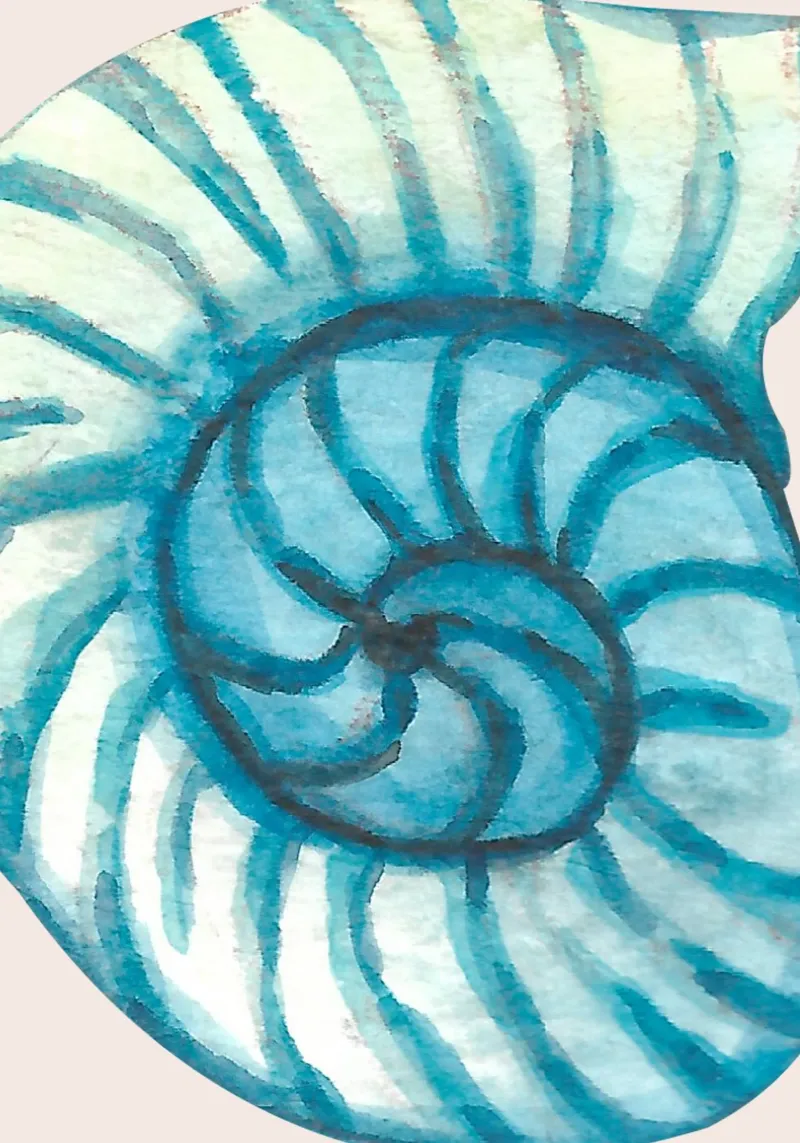 Concha Nautilus Abstracta - Acuarela Costera Espiral metacrilato de NorwesClub