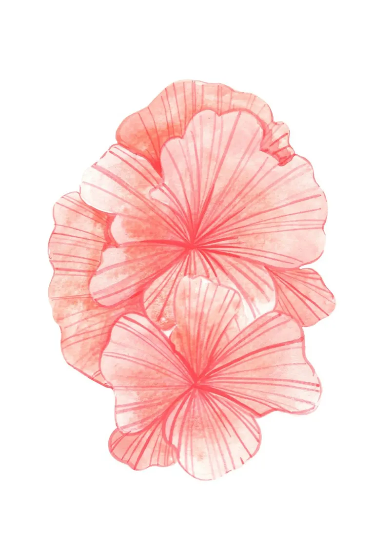 Ibisco rosa tenue - Acquerello arte floreale tropicale poster con telaio in alluminio da NorwesClub