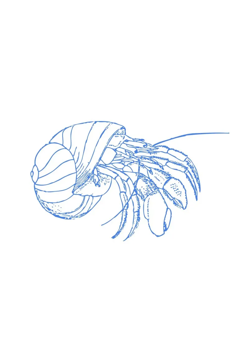 Curious Hermit Crab - Ocean Blue Line Art Print canvas with Floater frame by NorwesClub