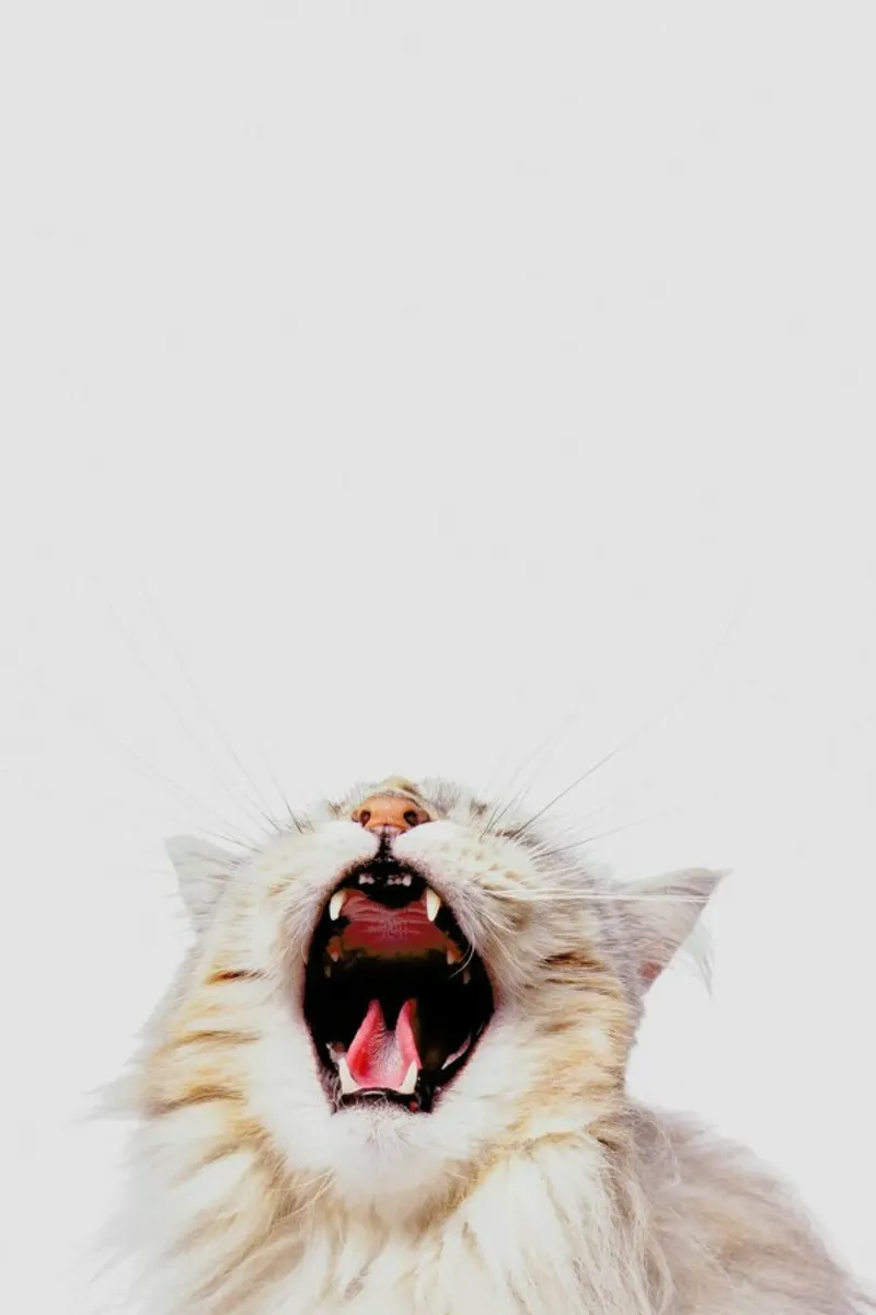 Roar II pellicola backlit da Paws & Claws