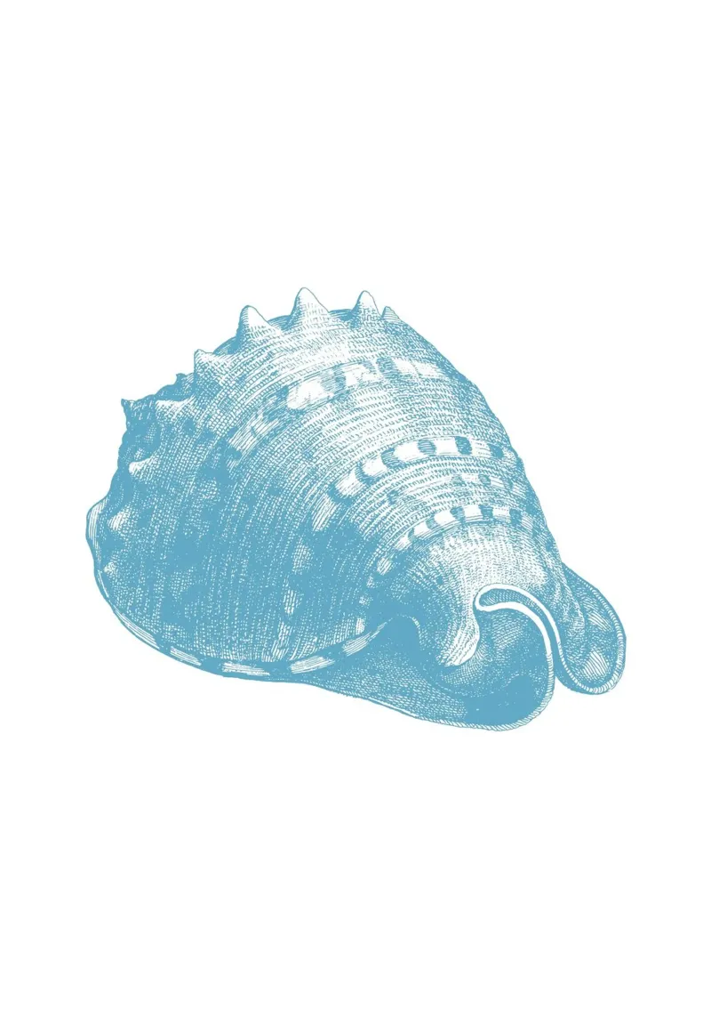 Triton Schelp Ets - Kustzeedieren Print canvas van NorwesClub