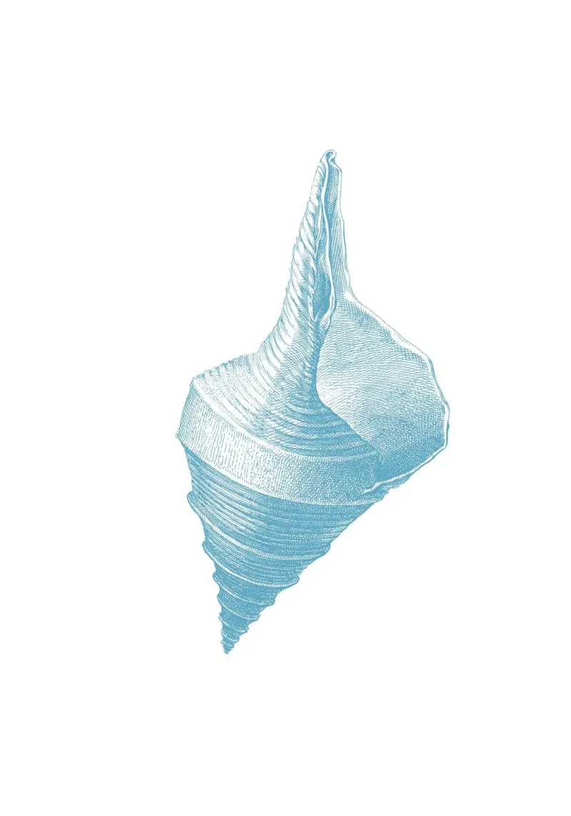 Elegant Conch Shell - Ocean Blue Etching Marine Art canvas with Floater frame by NorwesClub