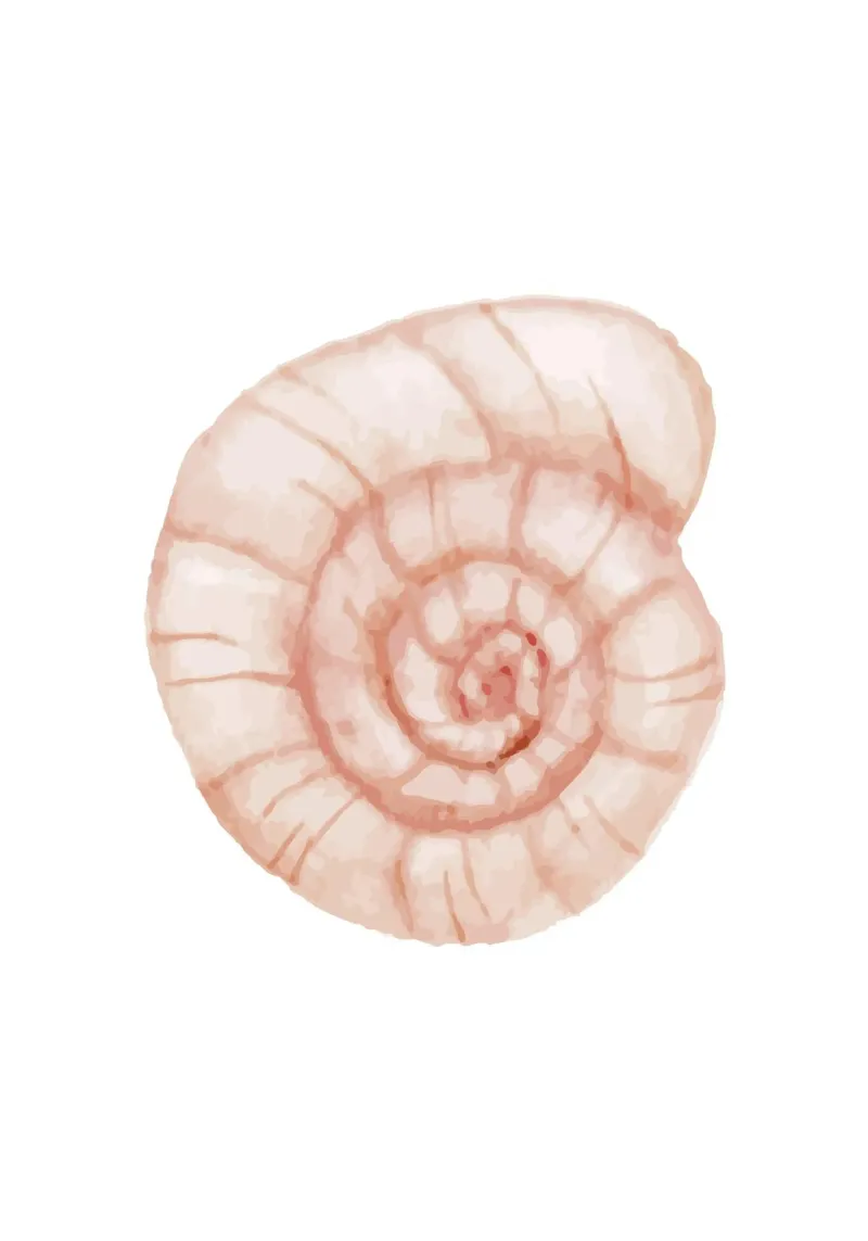 Conchiglia a spirale di colore bianco - Nautilus art. acquerello costiero pellicola backlit da NorwesClub