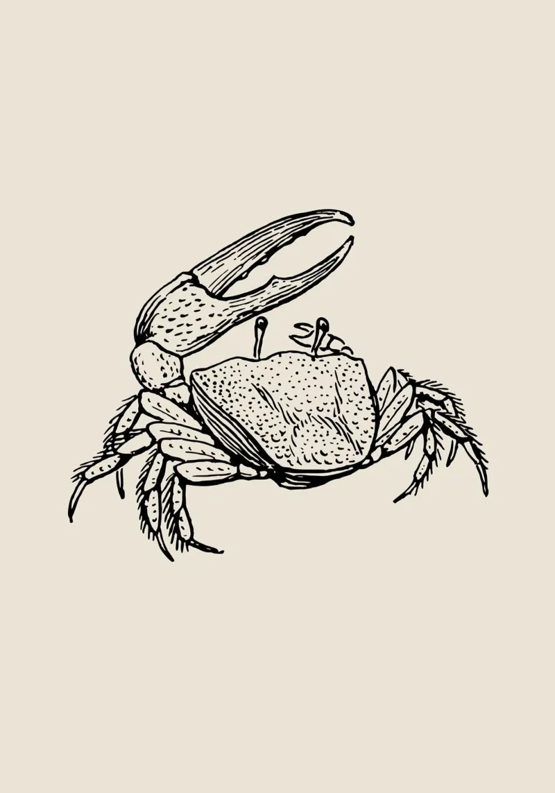 Vintage Fiddler Crab - Coastal Etching Marine Art canvas with Floater frame by NorwesClub