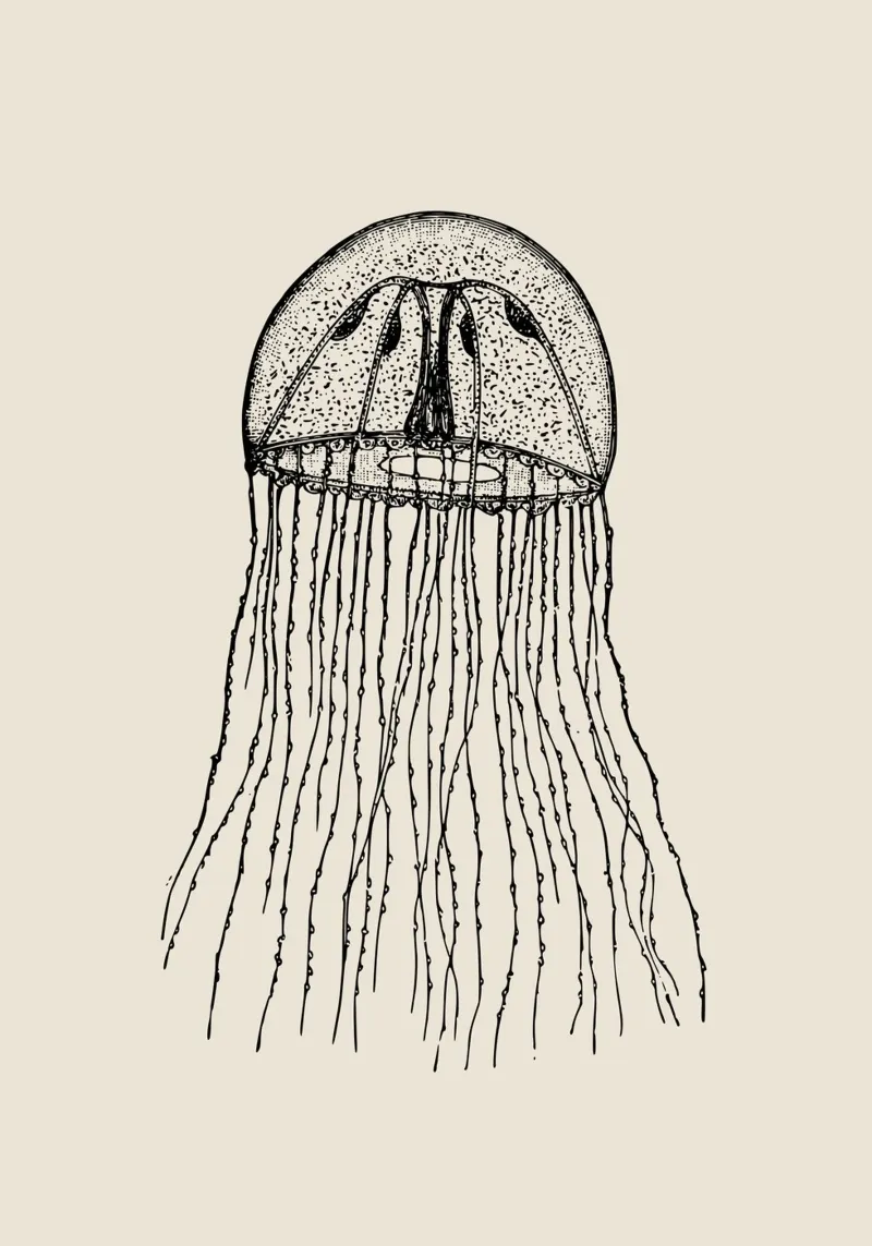 Anatomia della medusa d'epoca - Acquaforte sulla vita marina poster da NorwesClub