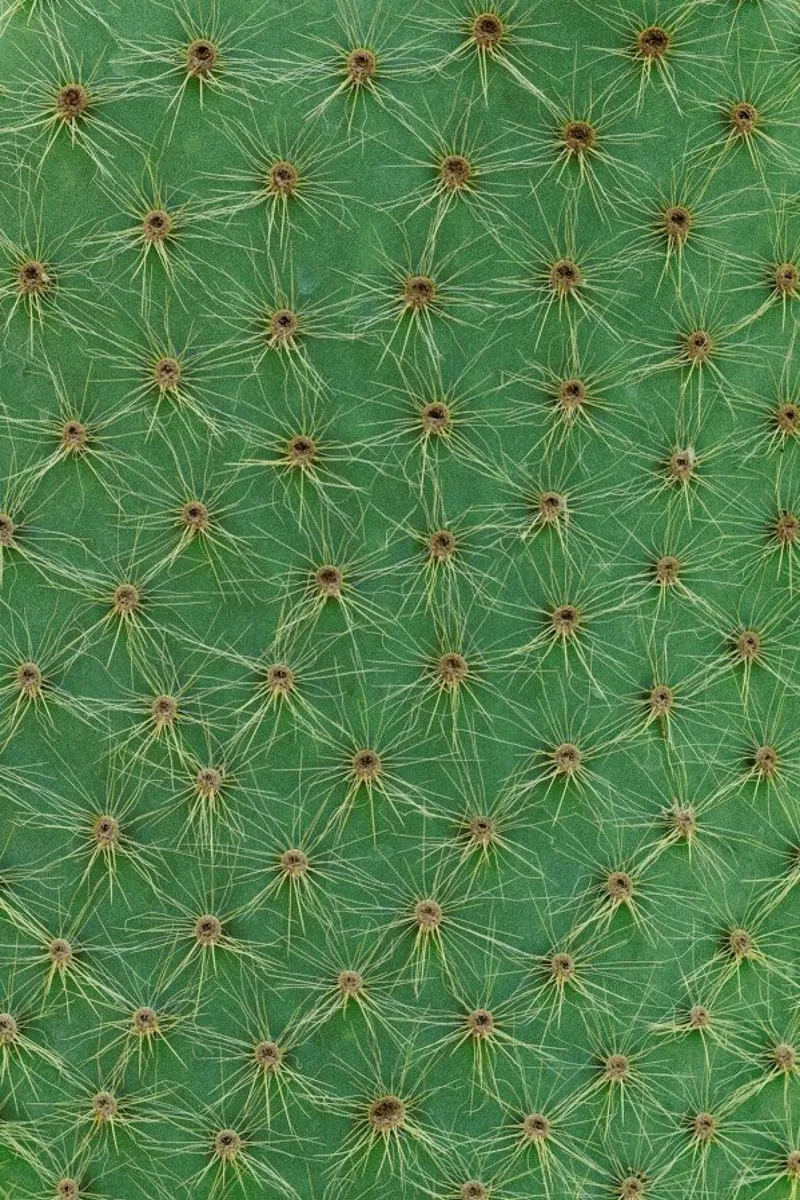 Cactus pellicola backlit da Curious Collections by Marielle Leenders