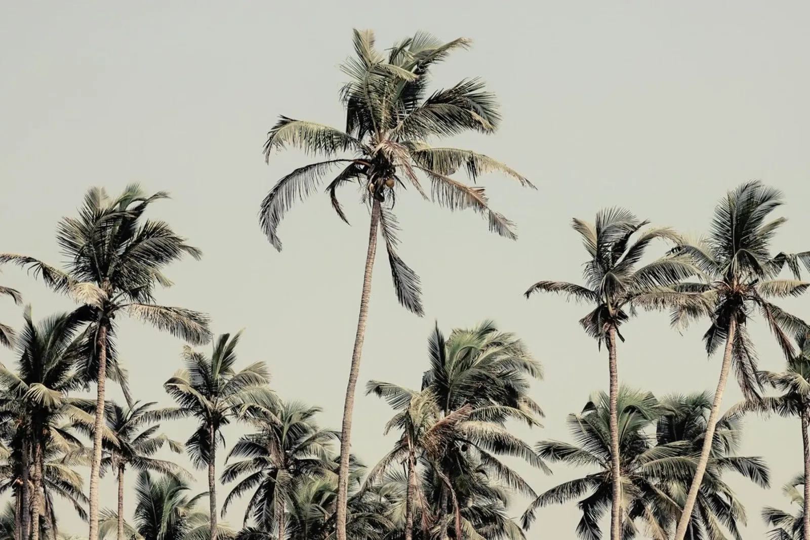 Palm Trees On The Beach pellicola backlit da Victoria Frost