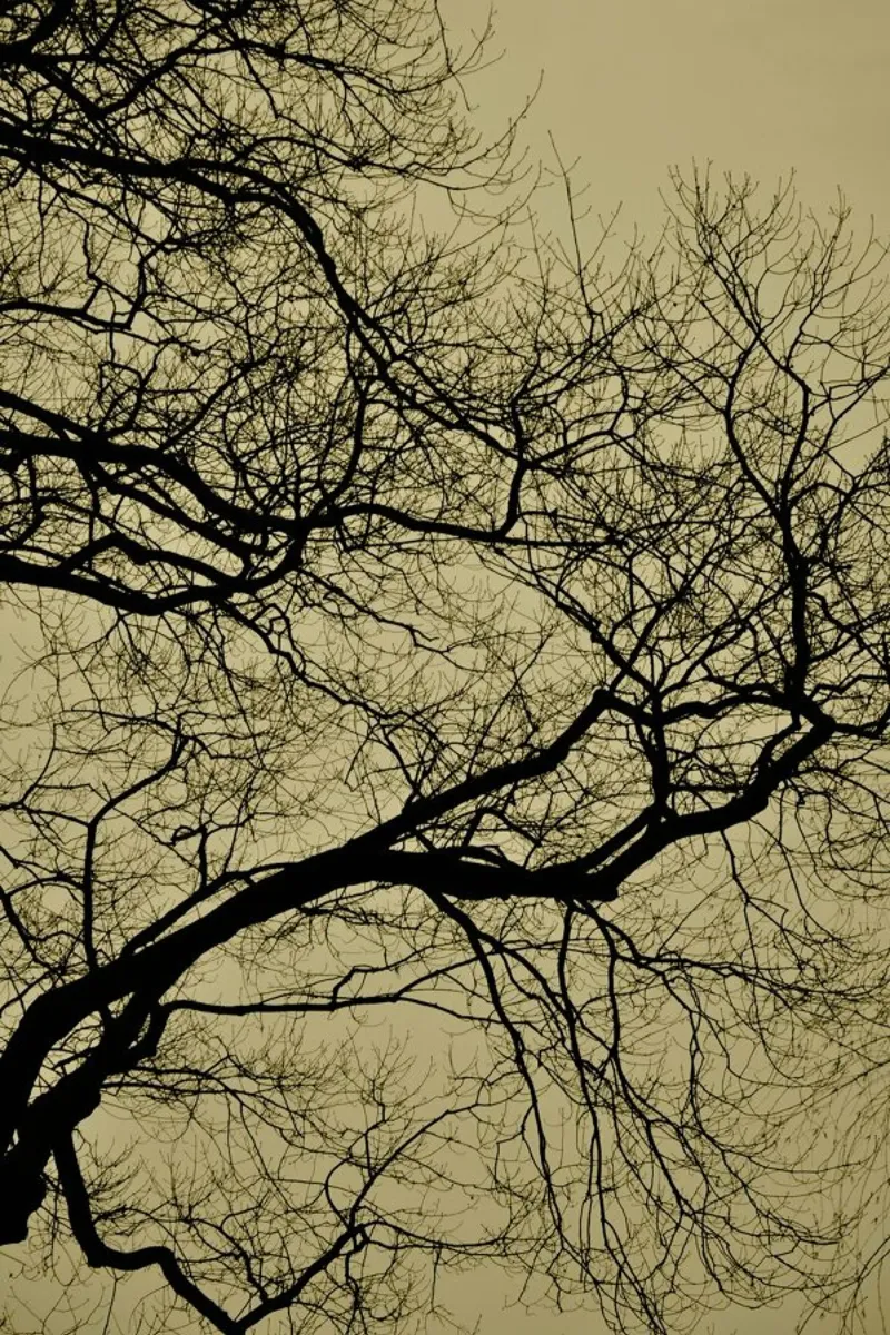 Golden Houre Abstract Branches pellicola backlit da Studio Nahili
