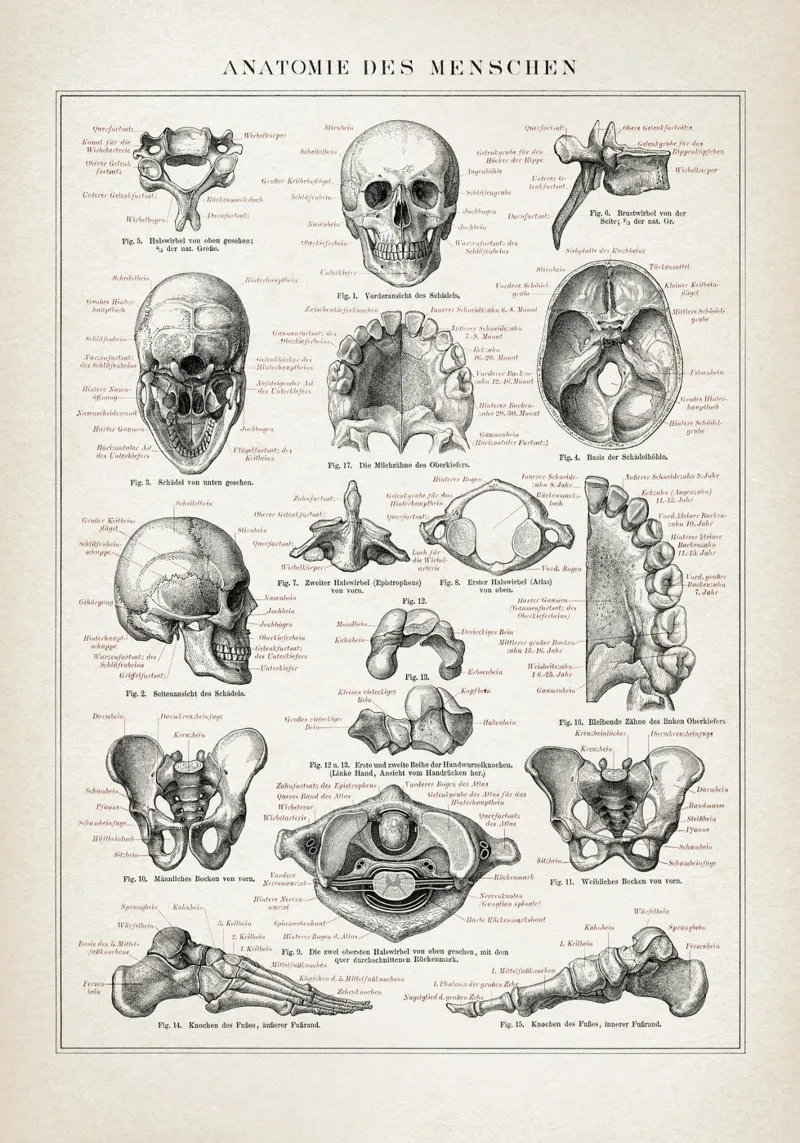 Vintage Brockhaus 3 Anatomie Mensch poster met aluminium frame van Vintage Print Collection