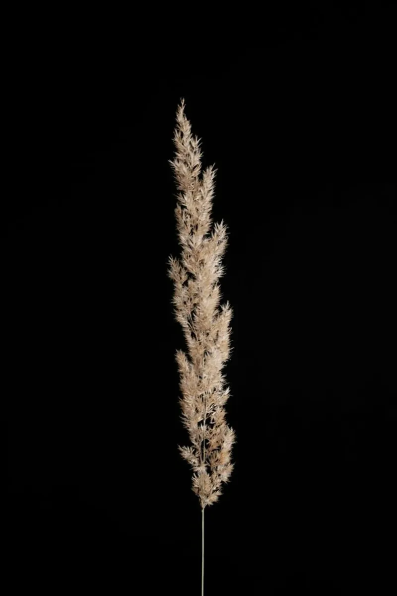 Minimal Pampas Grass On Black pellicola backlit da Studio Nahili