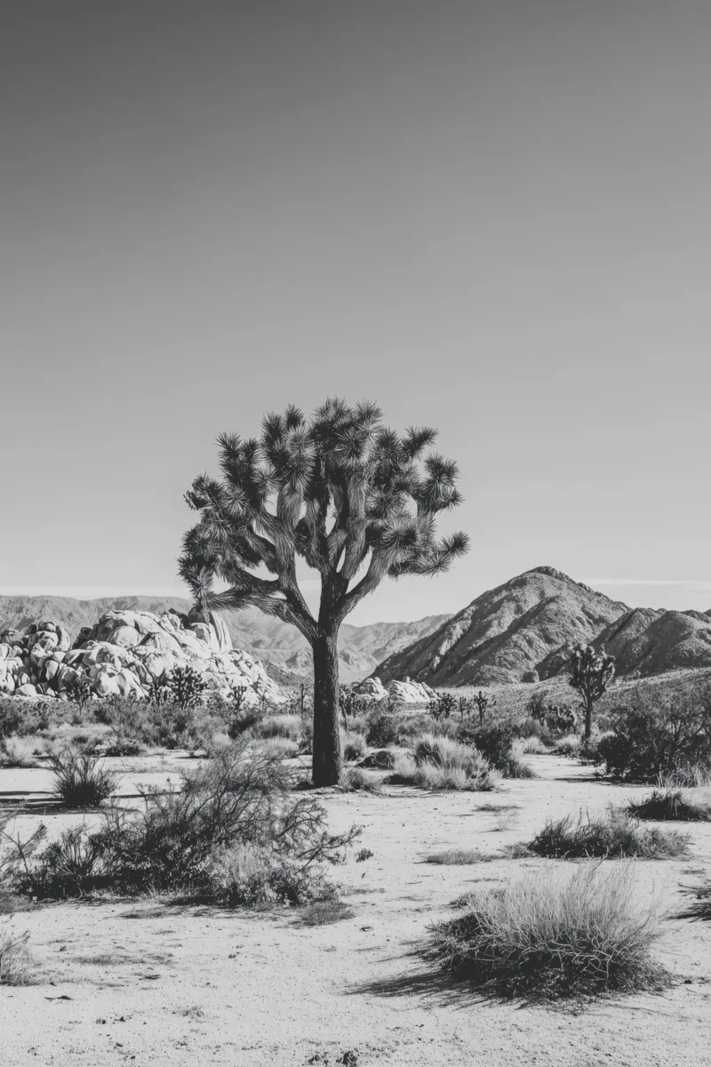 Maestoso deserto di Joshua Tree in bianco e nero pellicola backlit da Indigo Tides Art