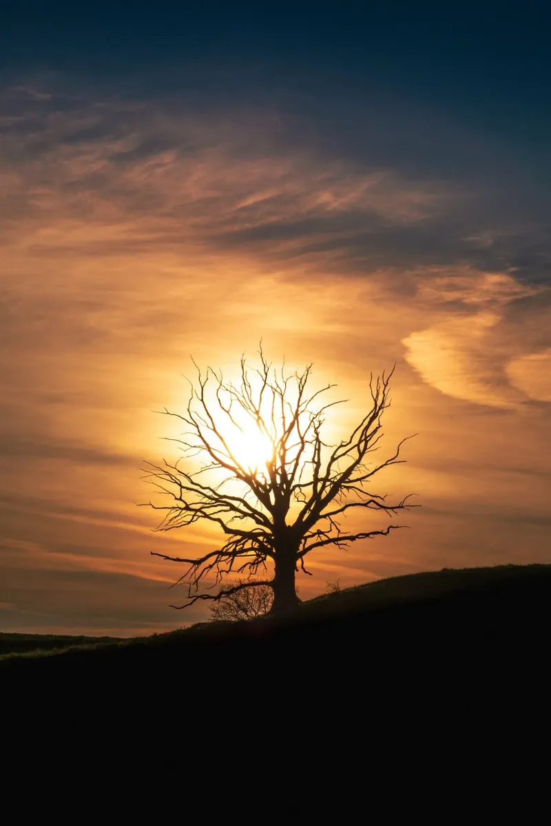 Vecchio albero al tramonto in Baviera carta hahnemühle da 5ecken