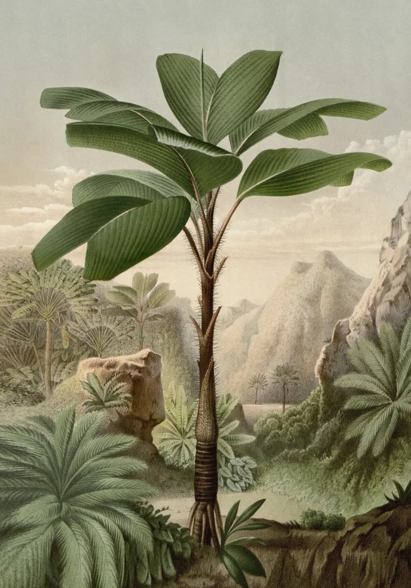 Vintage Houtte 2 Verschaffeltia Splendida pellicola backlit da Vintage Print Collection