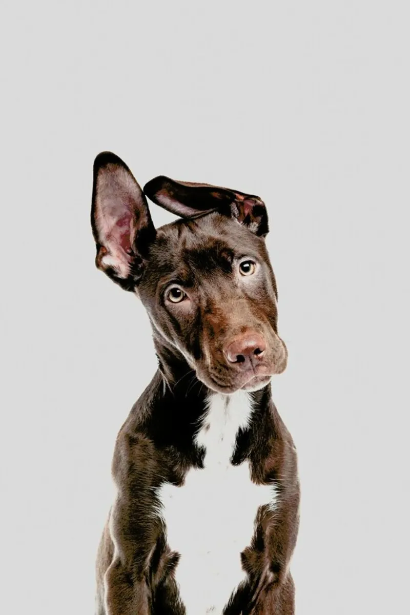 Dog pannello forex da Paws & Claws