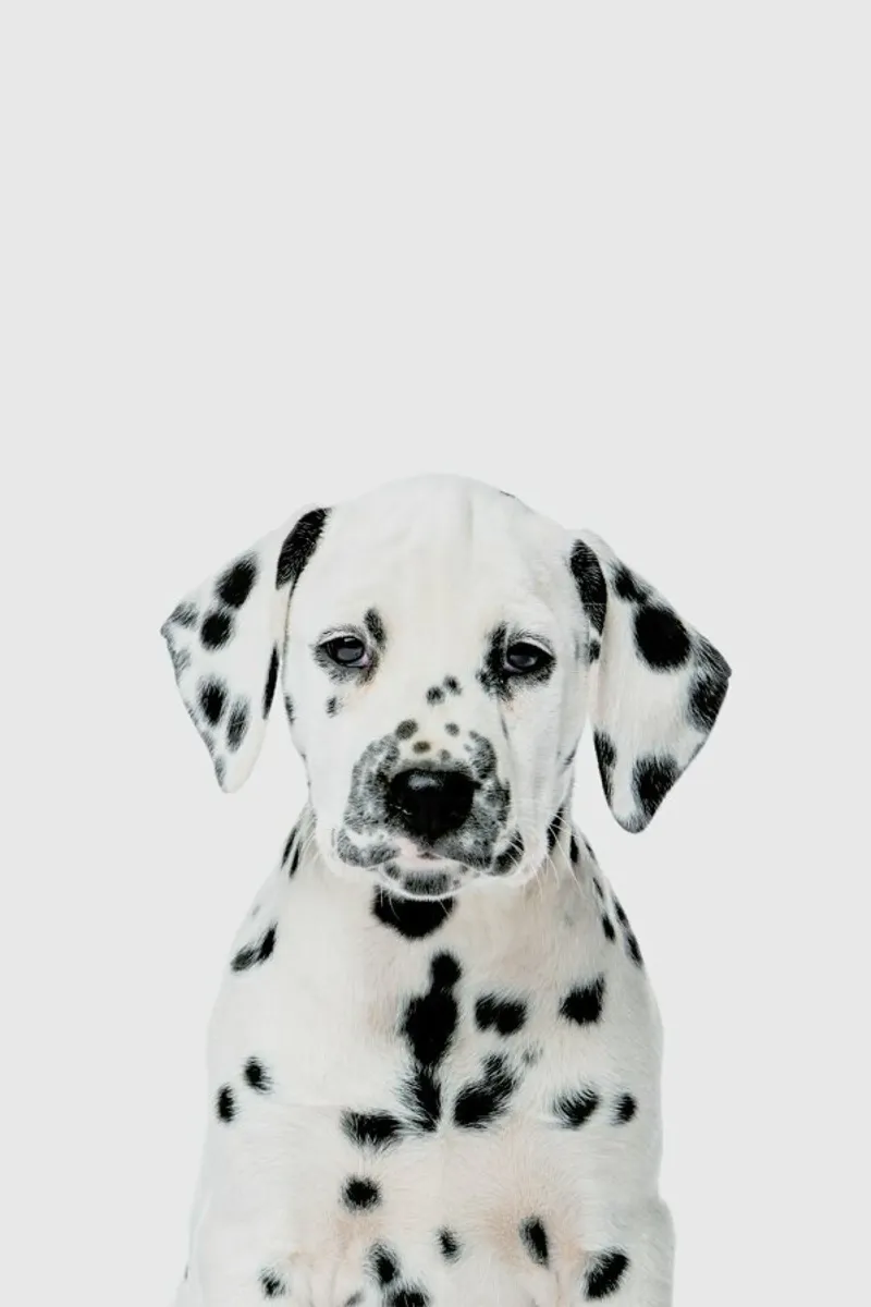 Dalmatian Puppy pellicola backlit da Paws & Claws