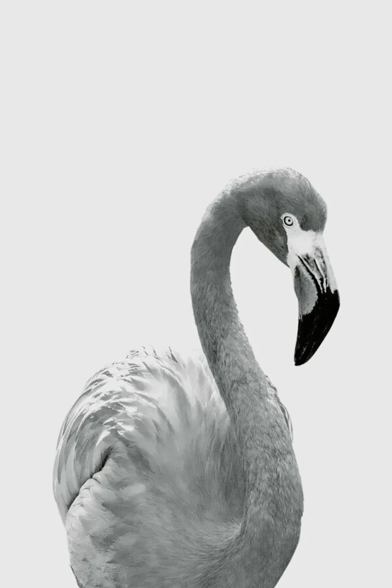 Flamingo pellicola backlit da Paws & Claws