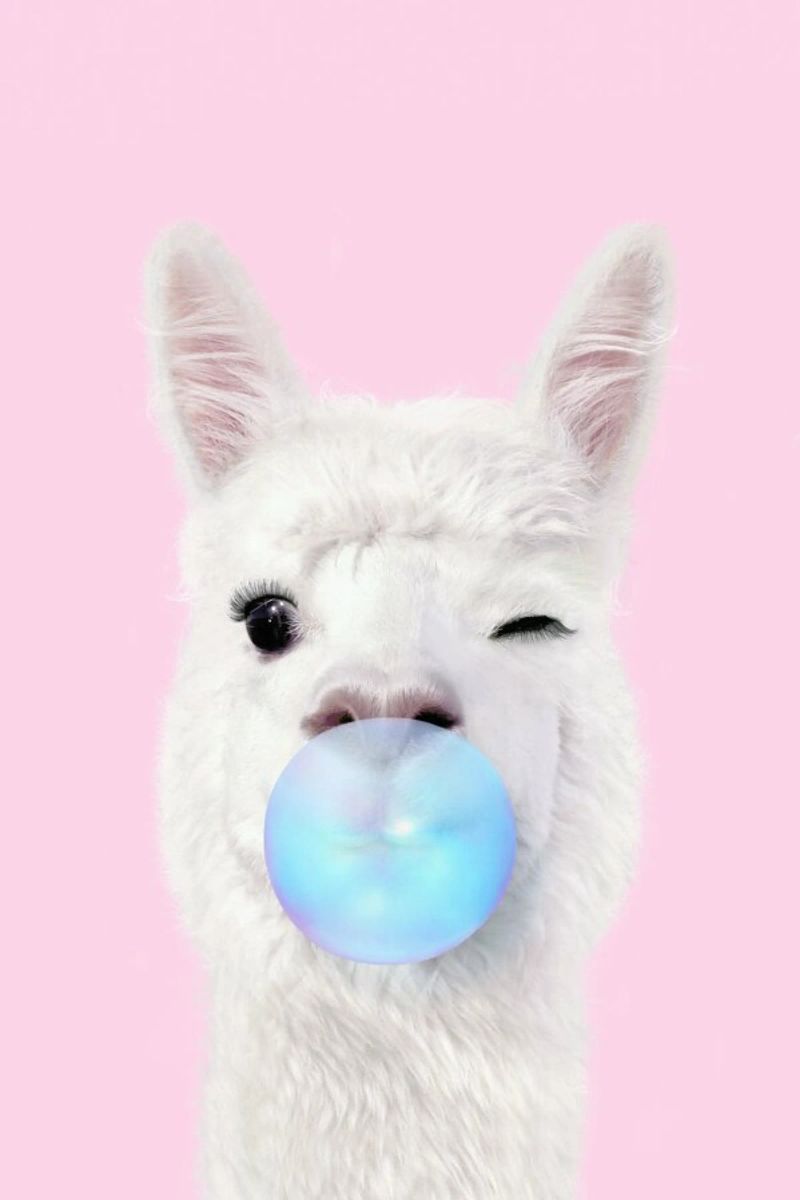 Bubblegum Lama alluminio dibond da Paul Fuentes Design