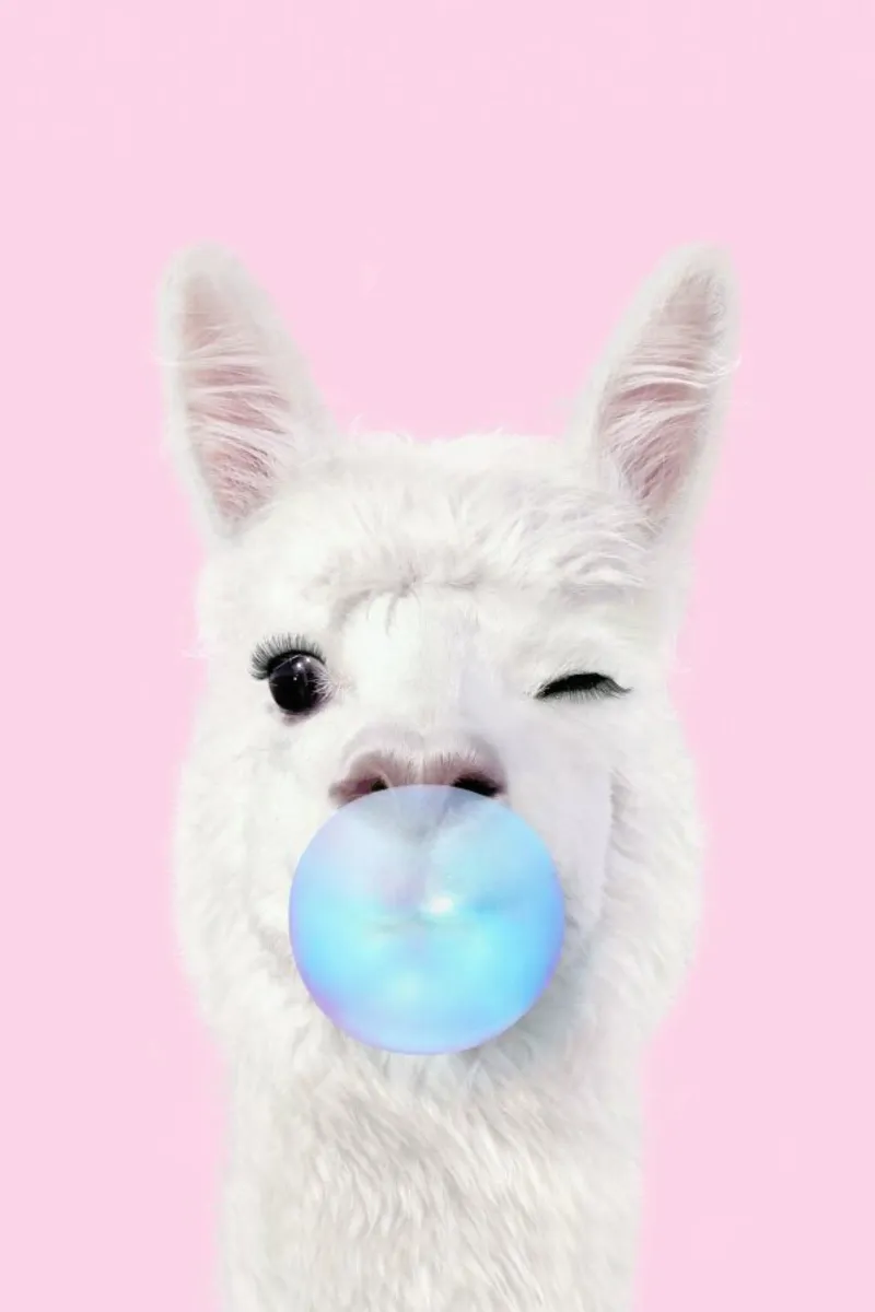 Bubblegum Lama pellicola backlit da Paul Fuentes Design