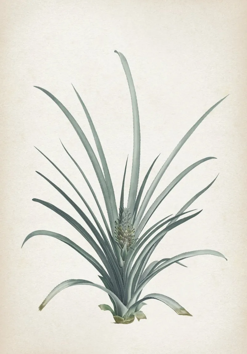 Vintage Redouté 2 Bromelia Ananas pellicola backlit da Vintage Print Collection