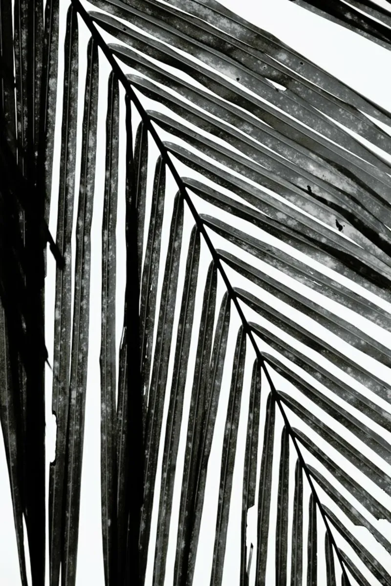 Black And White Palm Leaf hahnemühle by Studio Nahili