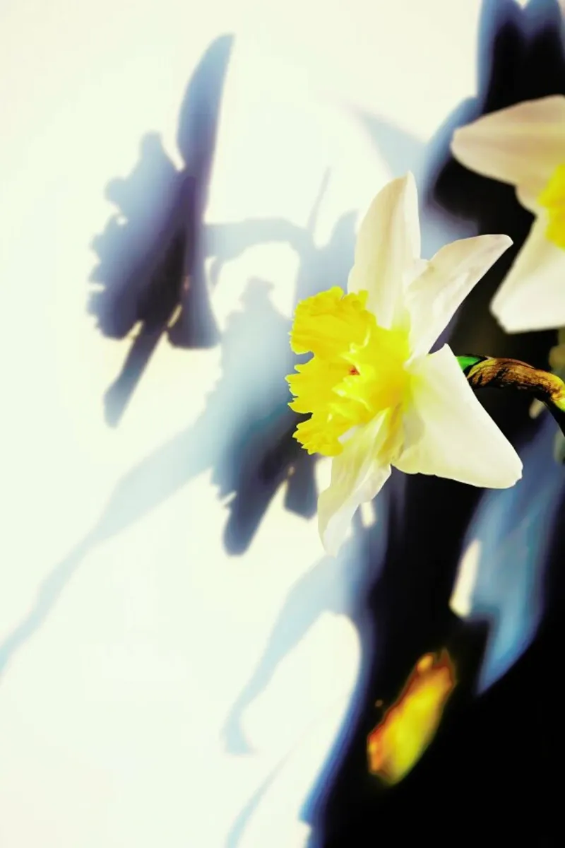 Daffodil pellicola backlit da Angelo Cerantola