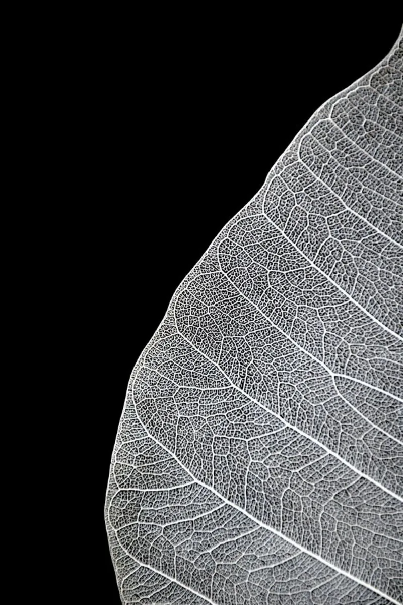 Veins of Life 1 - Black & White alluminio dibond da Studio Nahili
