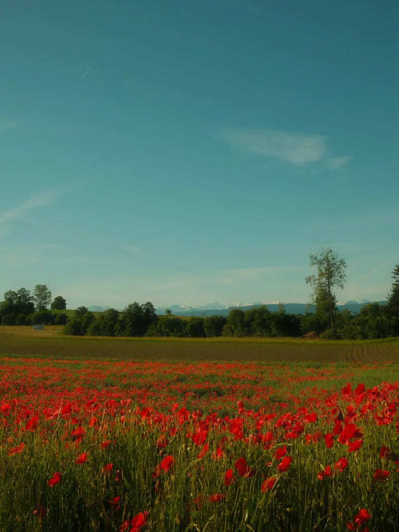 Swiss Poppy Field pellicola backlit da FujiSwiss