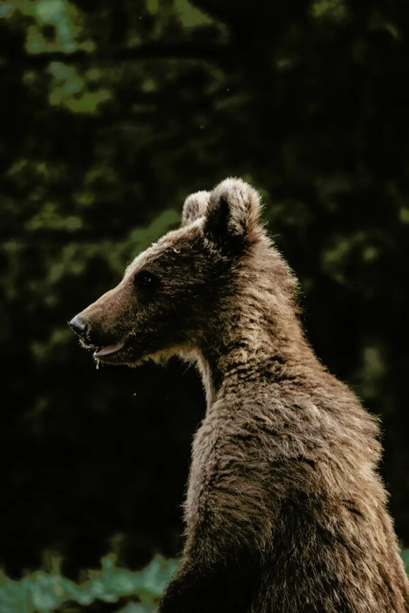 Smiling Bear by @szabo_ervin_edward carta hahnemühle da EyeEm Mobile GmbH