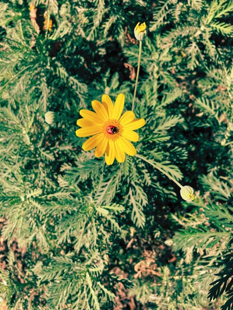 Euryops Pectinatus poster da lipecobr