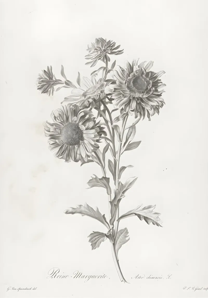 Reine Marguerite: Vintage botanische print van Aster, monochroom canvas met Baklijst van NorwesClub