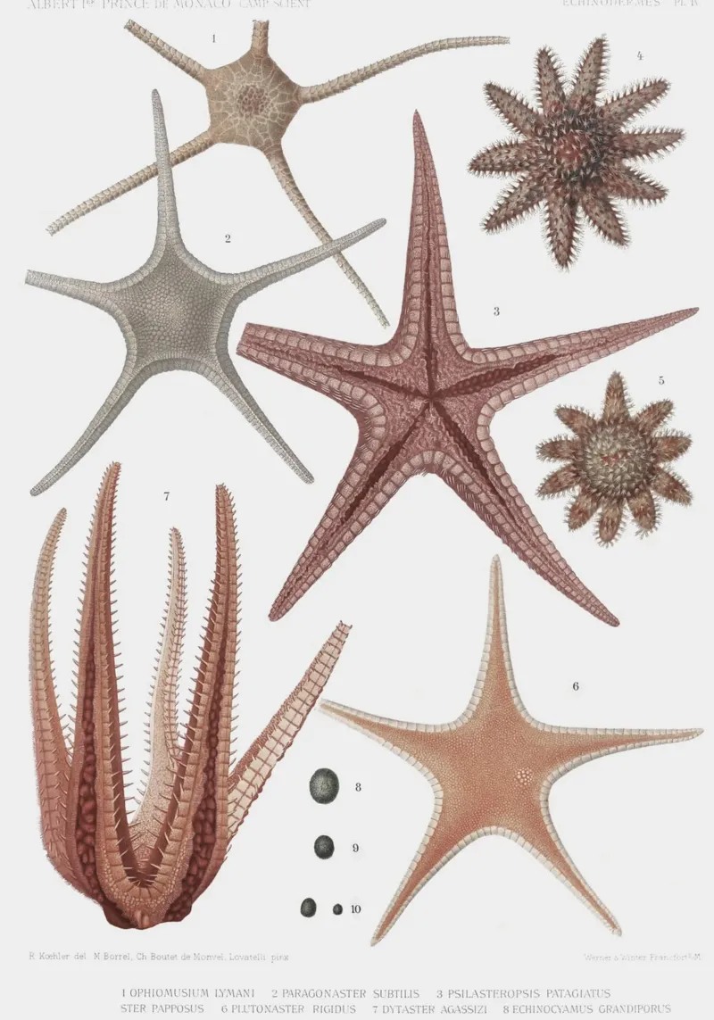 Astropecten: Ilustración científica vintage de una estrella de mar hahnemühle de NorwesClub