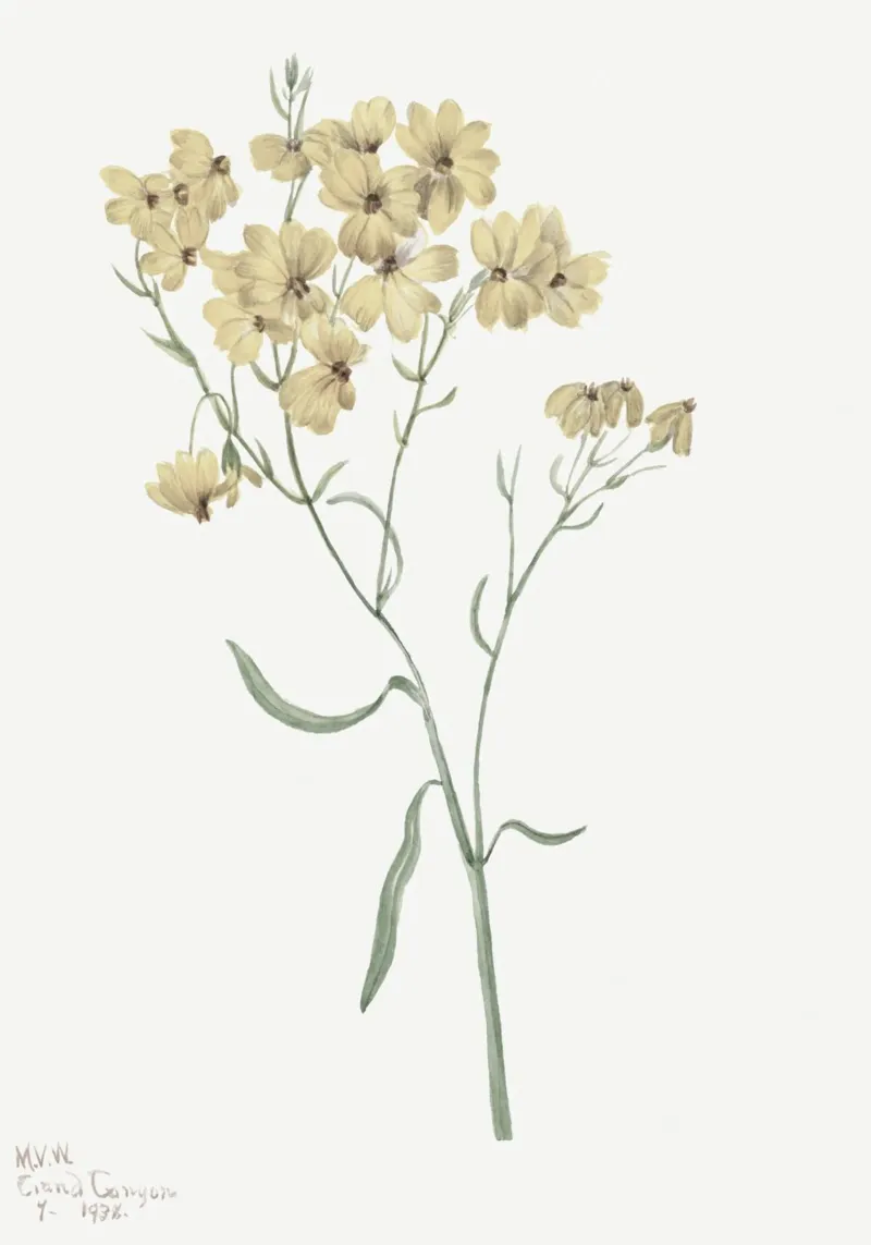 Stampa botanica di fiori selvatici d'epoca, 1928 Wall Art tela con Cornice a cassetta da NorwesClub
