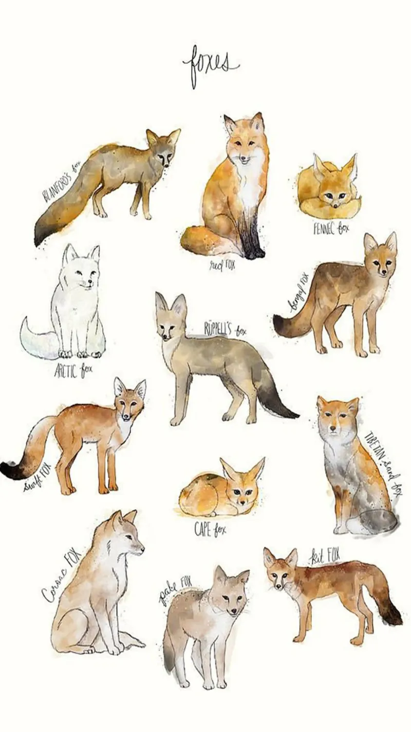 vossen dieren illustratie kunstdruk amy hamilton canvas met Baklijst van kbm store