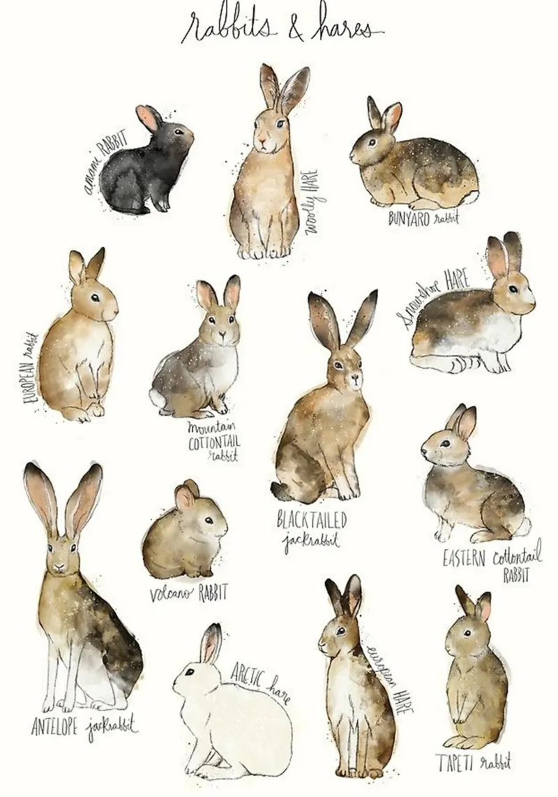 varie immagini di conigli di amy hamilton poster con telaio in alluminio da kbm store