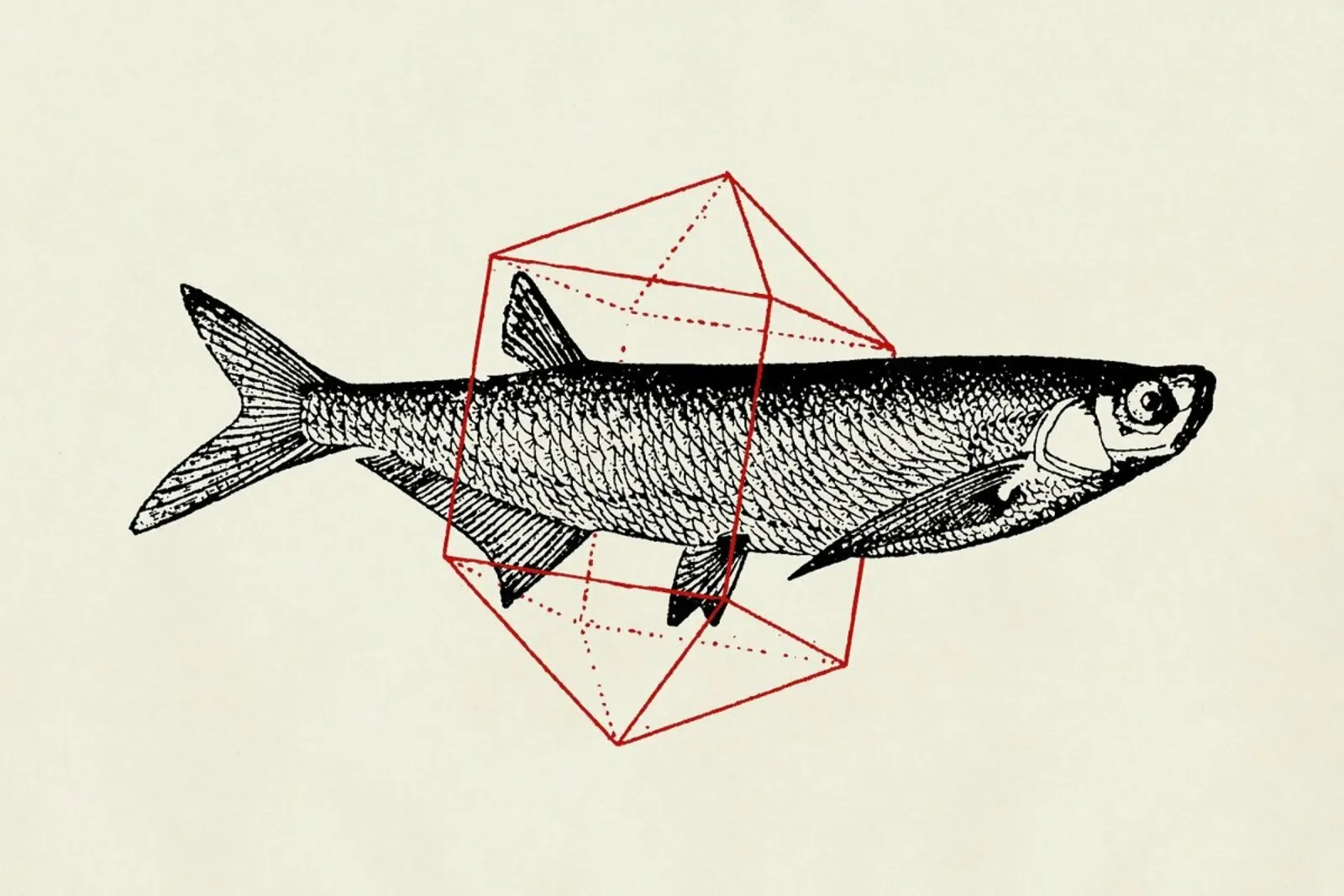 Fish in Geometrics II pellicola backlit da Florent Bodart